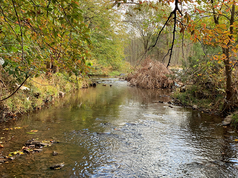 Looking upstream through tree save area