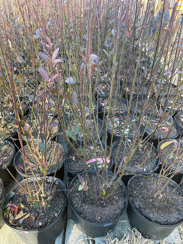 Restoration design with native plant species and careful inspections for quality and installation.