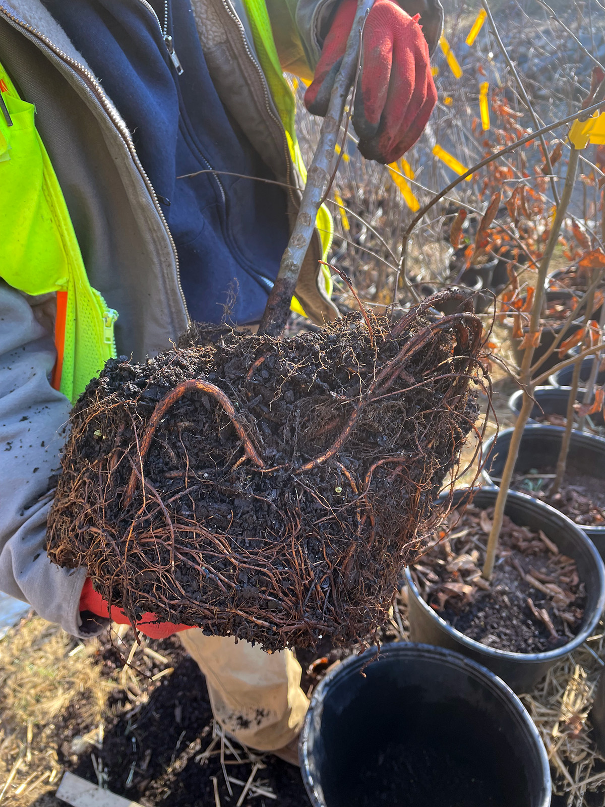 Poor quality plants are rejected.