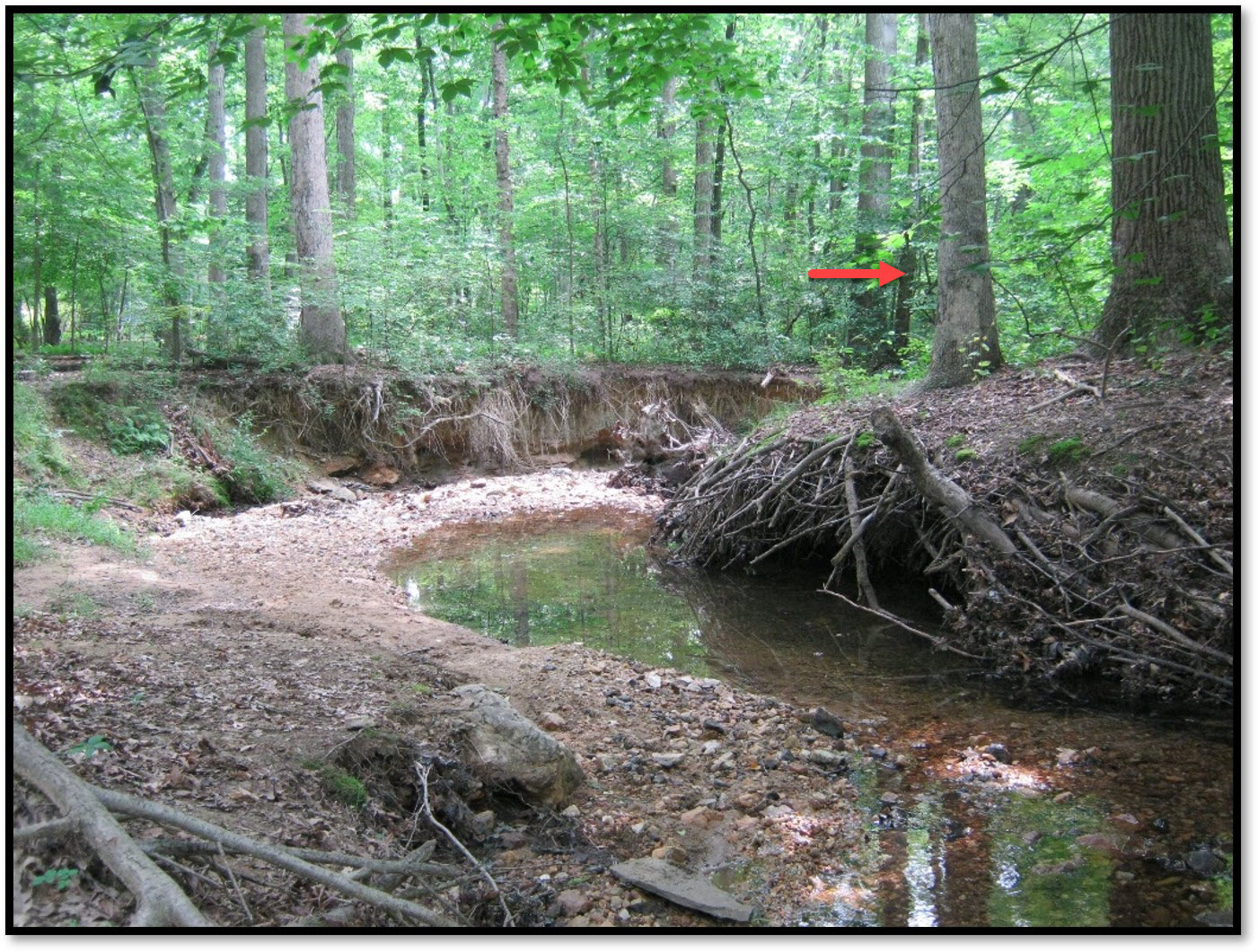 Pre-restoration, tree along eroding bank