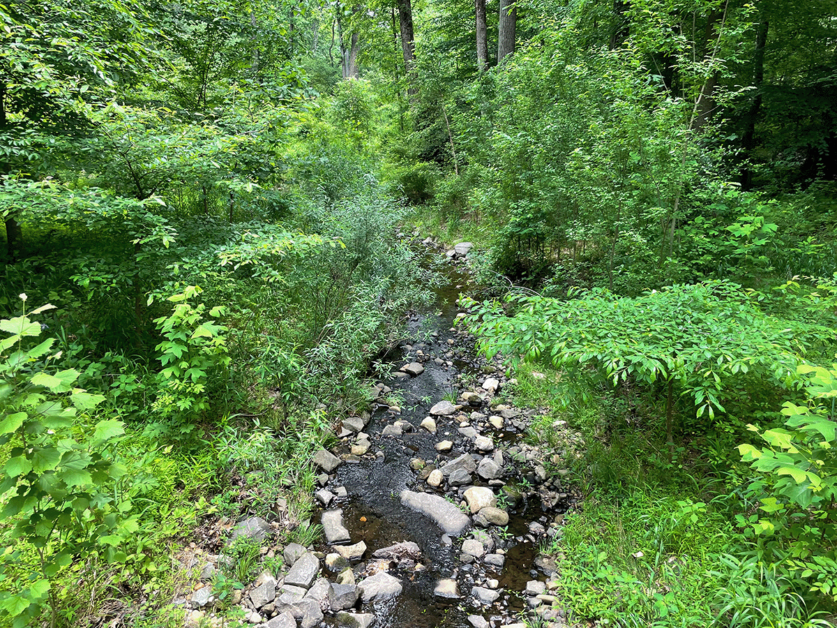 Turkey Run at Truro five growing seasons post-construction, 2022