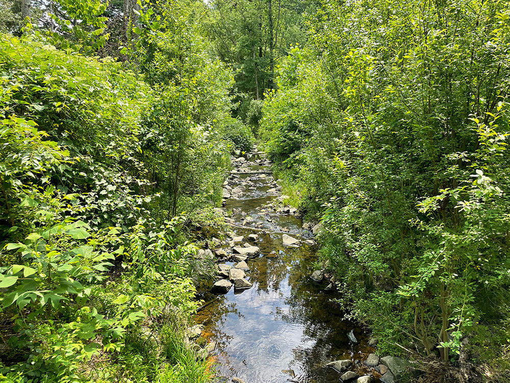 Turkey Run at Truro four years after restoration