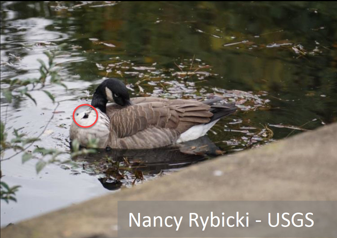 Trapa bispinosa hitchhiking on waterfowl
