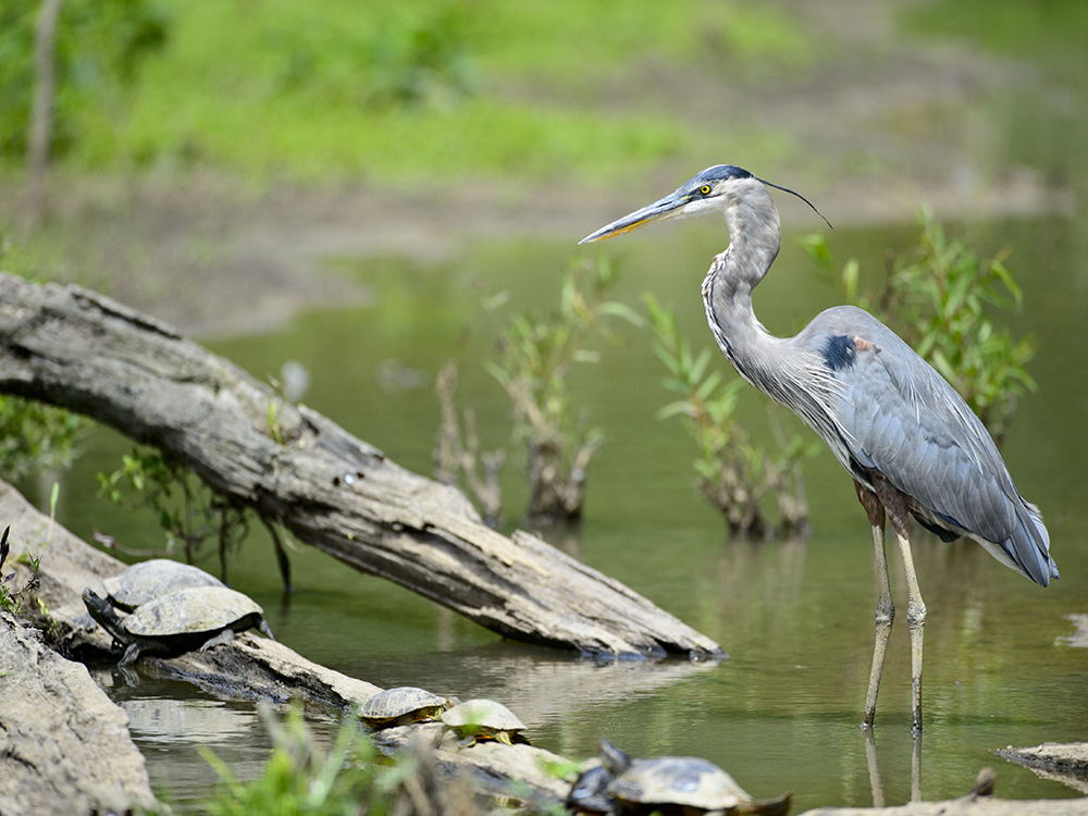 Birds picture