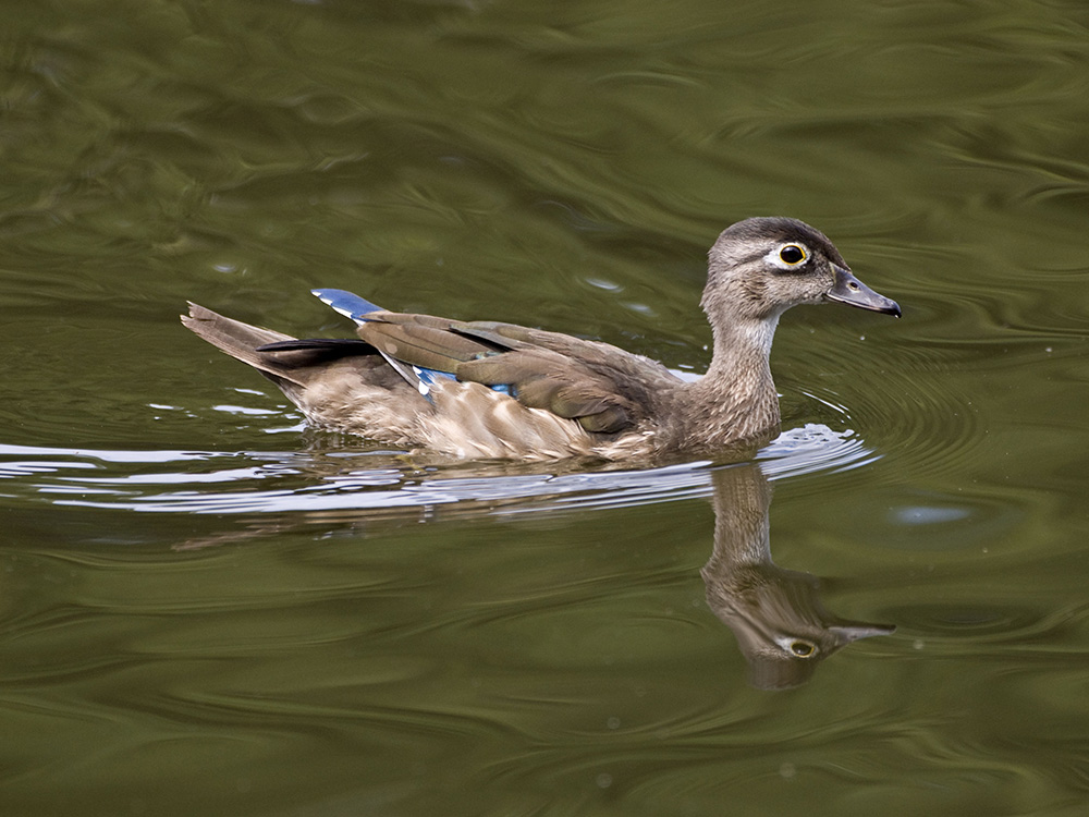 Duck