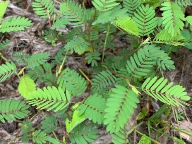Closeup of ferns