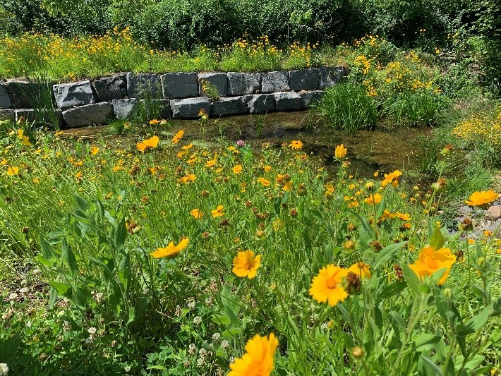 Flowers in a field