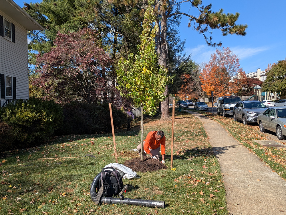 Tree planting activity