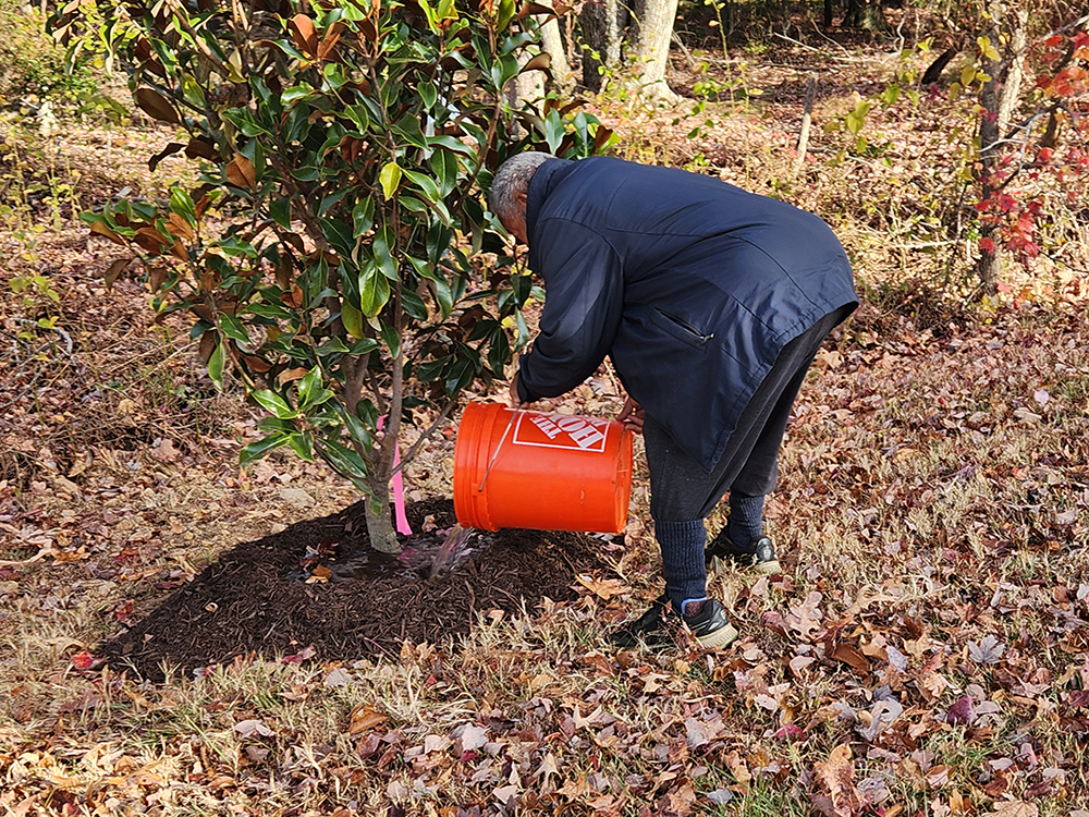Tree planting activity