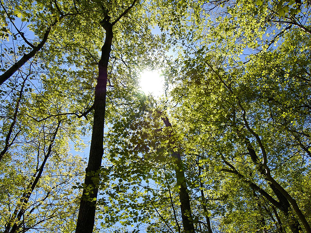 Trees and sun