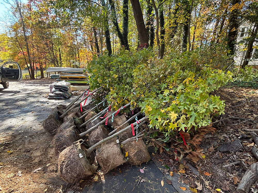 Community tree planting