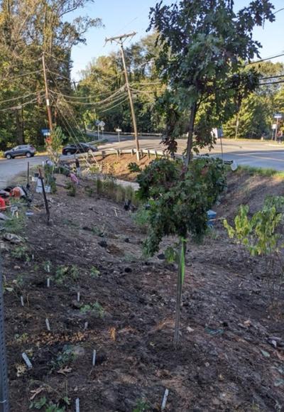 newly planted trees