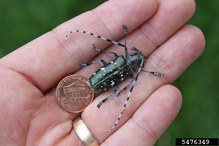 Size of ALB Adult