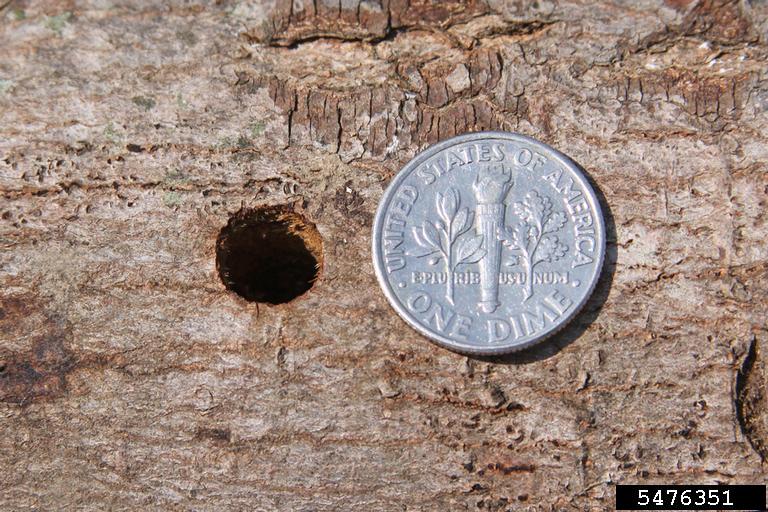 Size of ALB exit hole