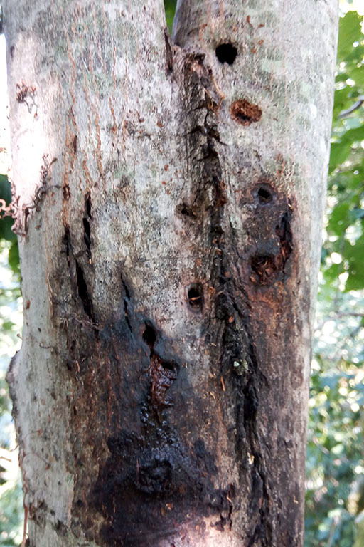  Living tree with bleeding ALB exit holes and oviposition pits