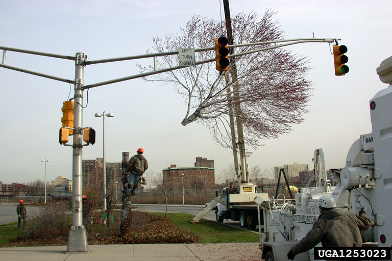 Tree Removal New Jersey