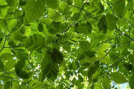 Photo showing leaf stripe patterns indicative of BLD