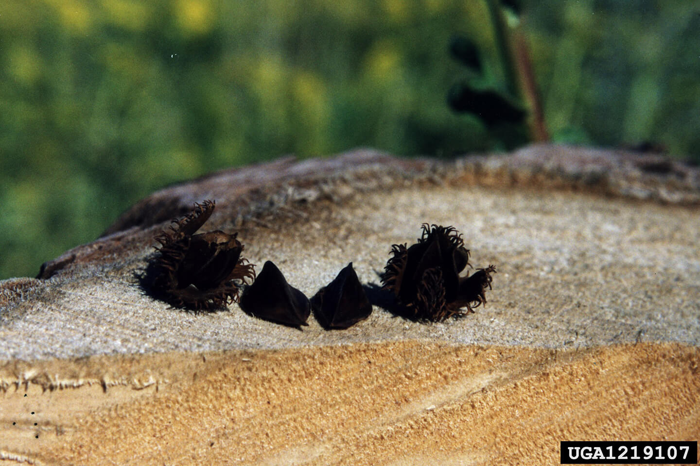 American beech fruit (nut), Bill Cook, Michigan State University, Bugwood.org