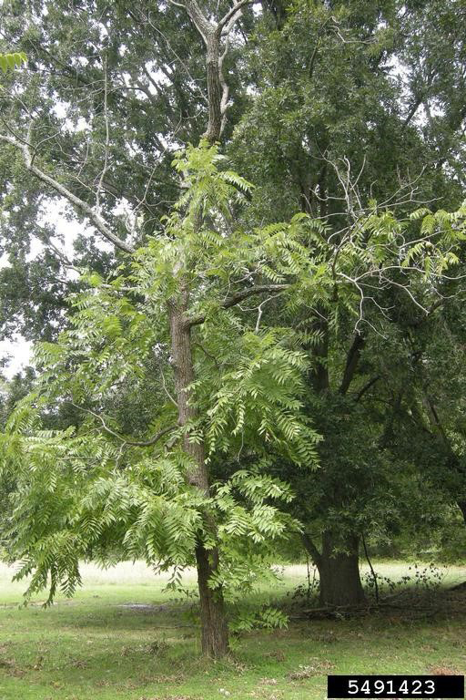 Dead branches in the upper canopy of black walnut are a sign of TCD.  Black walnut typically dies within 3 years of signs of crown dieback.