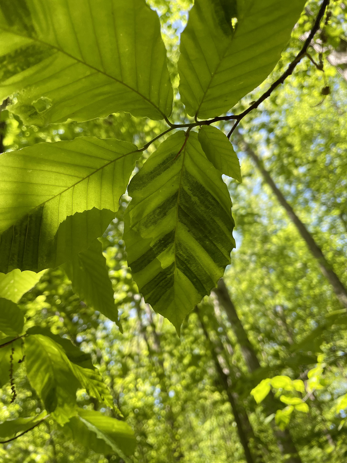 Beech Leaf Disease observed in Burke Lake Park