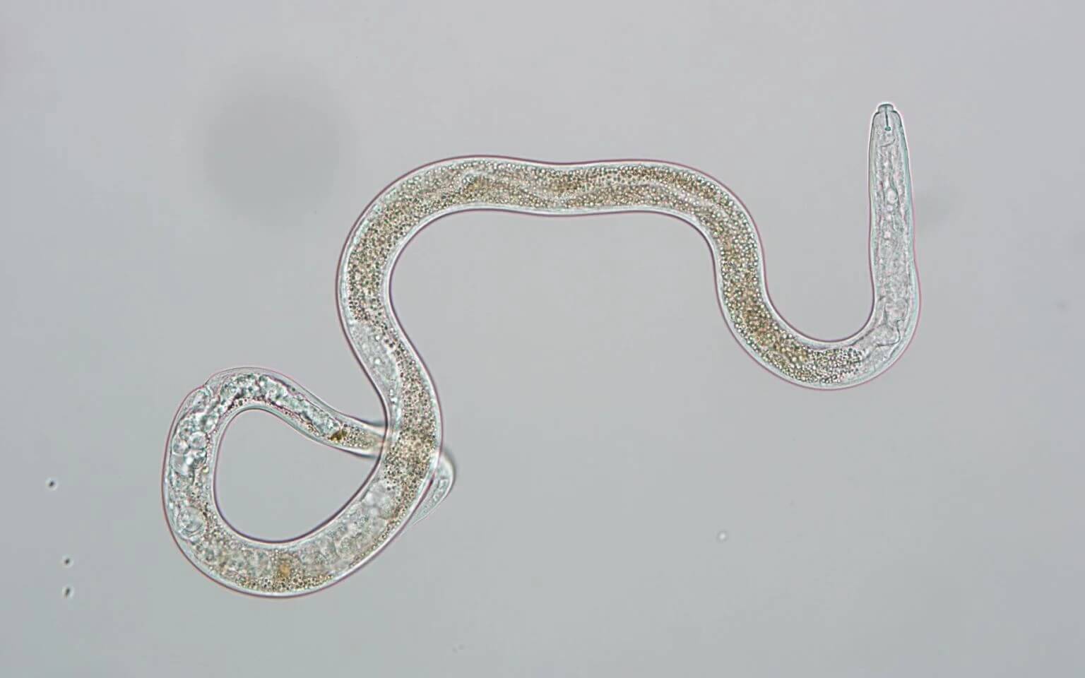 BLD Nematode, photo by Paulo Vieira, USDA, ARS