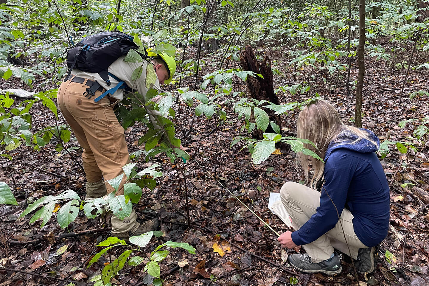 Photo of staff setting up a BLD monitoring plot