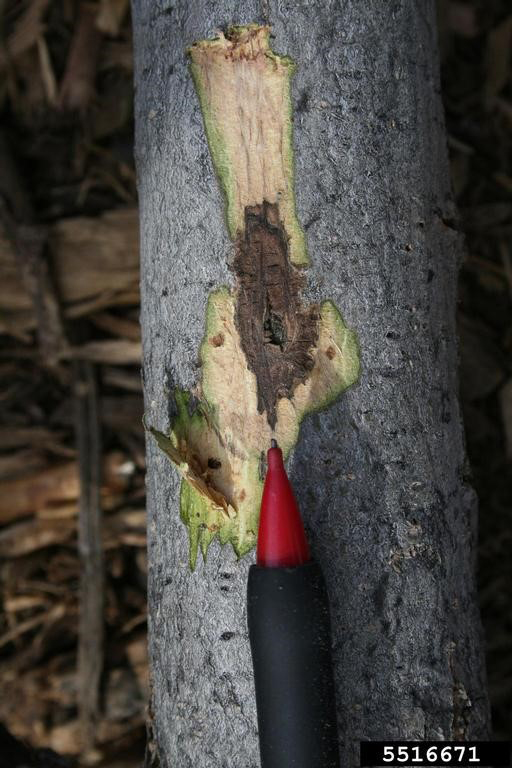A canker is visible where the fungus has stained the tissue just beneath the outer bark. Tiny beetle galleries and holes are often found within cankers.