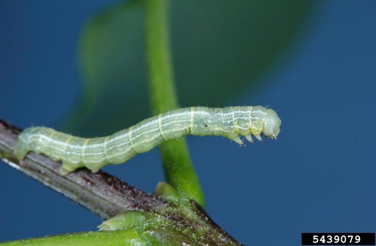 Caterpillar