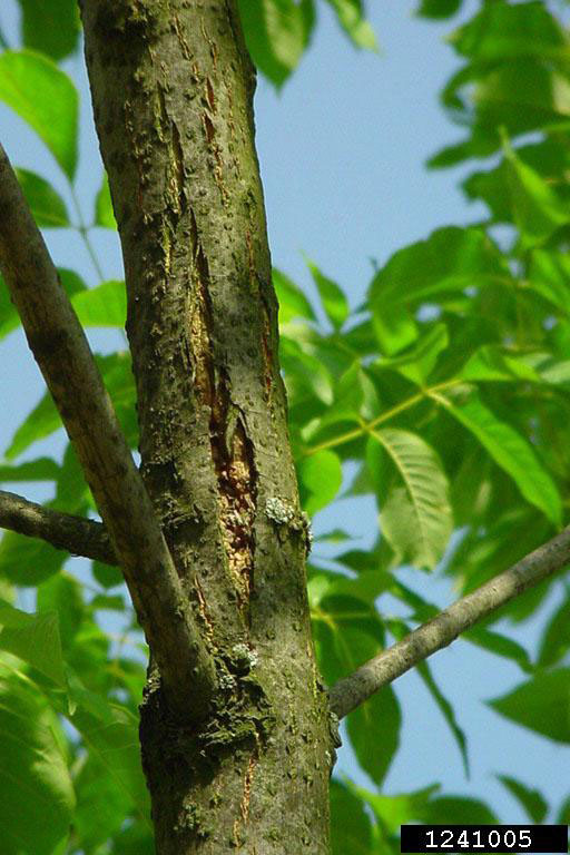 Vertical bark splitting caused by emerald ash borer