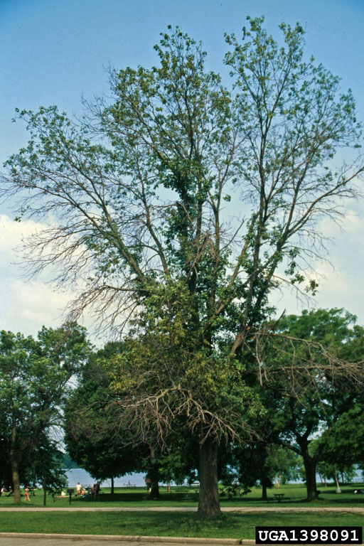 Canopy dieback caused by emerald ash borer infestation