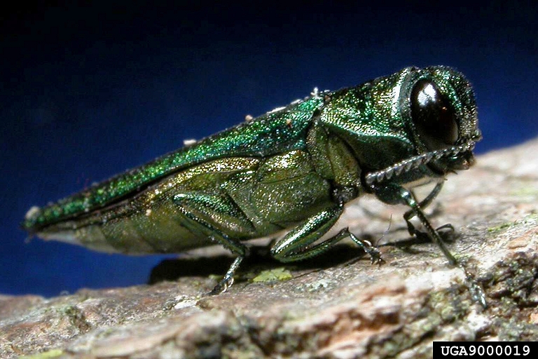 Adult Emerald Ash Borer in Fairfax County