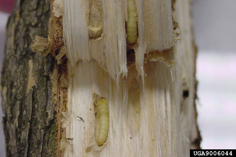 Emerald ash borer larvae on tree trunk