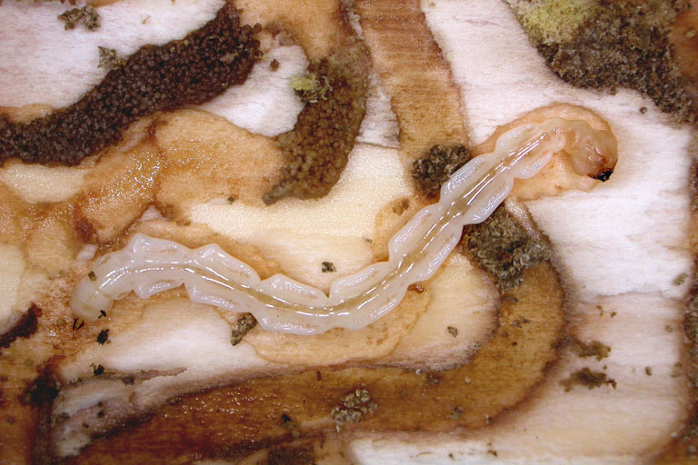 Emerald ash borer larva close up