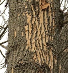 From: Ecolandscaping.org. Woodpecker feeding or blonding caused when the outer bark of a tree is stripped by woodpeckers revealing the lighter bark beneath