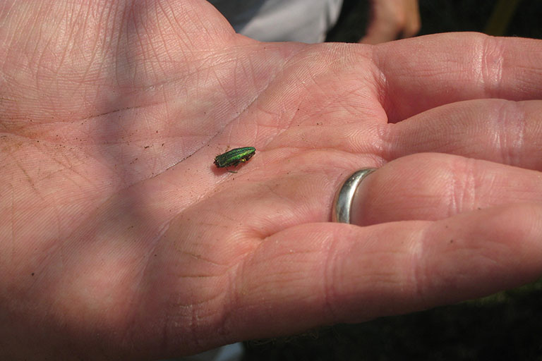 Adult Emerald Ash Borer