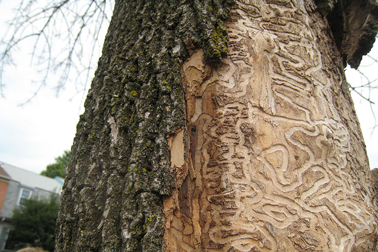 Larval Galleries