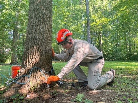 Photo showing staff administering treatment for EAB. 186 ash trees that were evaluated in the County-wide ash treatment remain in the program. Six ash trees were added for a new total of 192 trees. Fifteen trees were treated for EAB.
