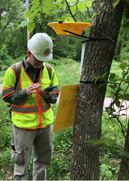 Staff continued to monitor locations where EAB parasitoids were released within the last two years using yellow-pan traps to determine if the parasitoids have become established.