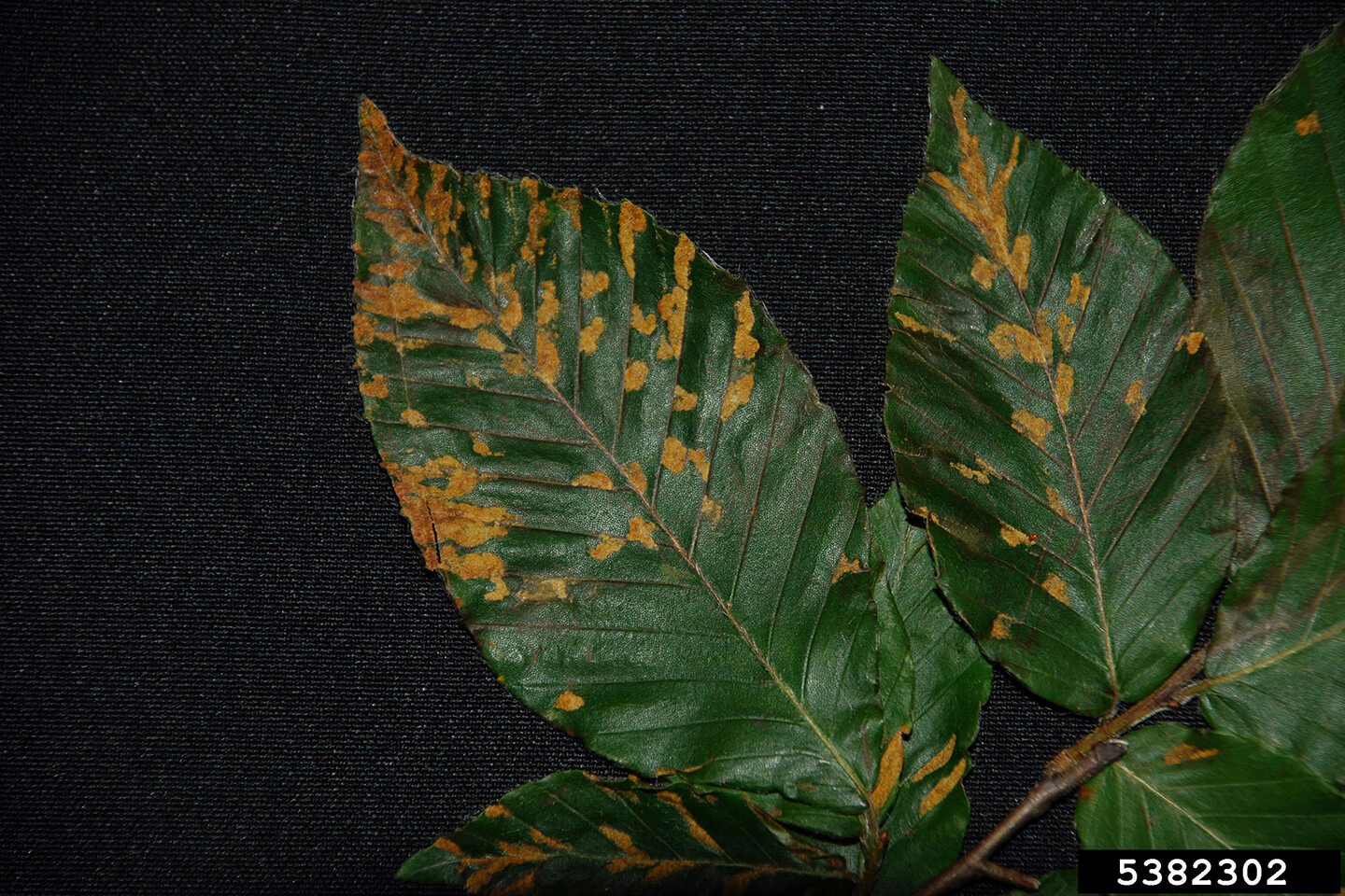 Erineum mites, photo credit Eric R. Day, Virginia Polytechnic Institute and State University, Bugwood.org