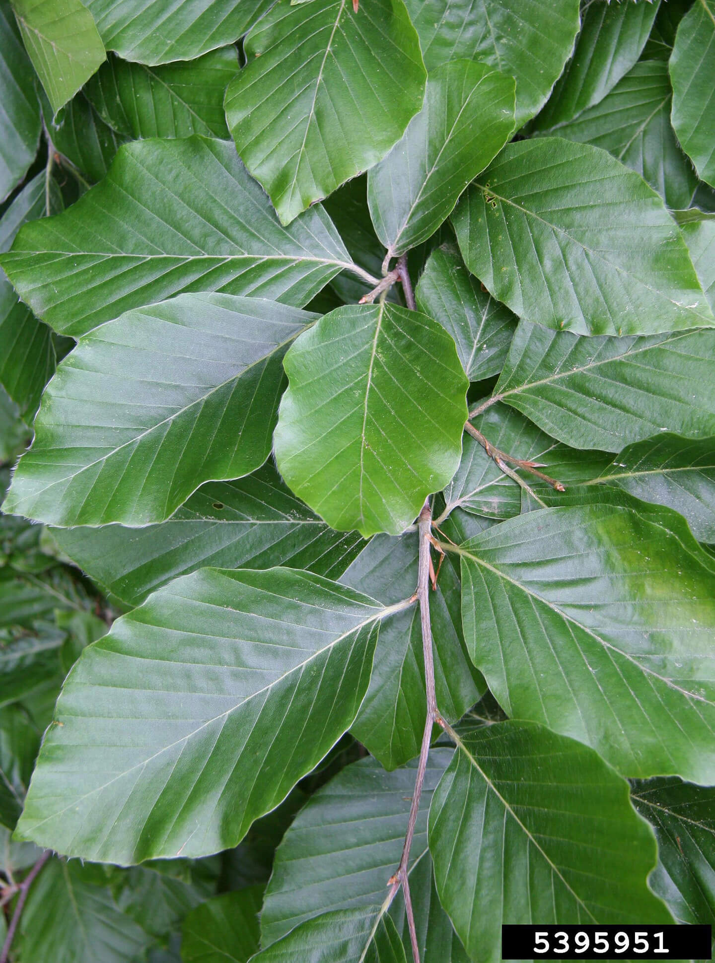 European beech leaves, Robert Vidéki, Doronicum Kft., Bugwood.org