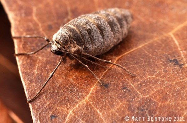 Female Adult Moth