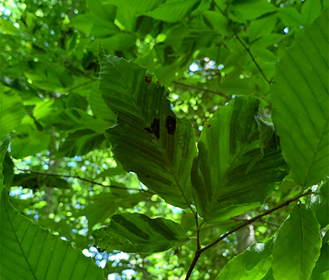 Beech Leaf Disease
