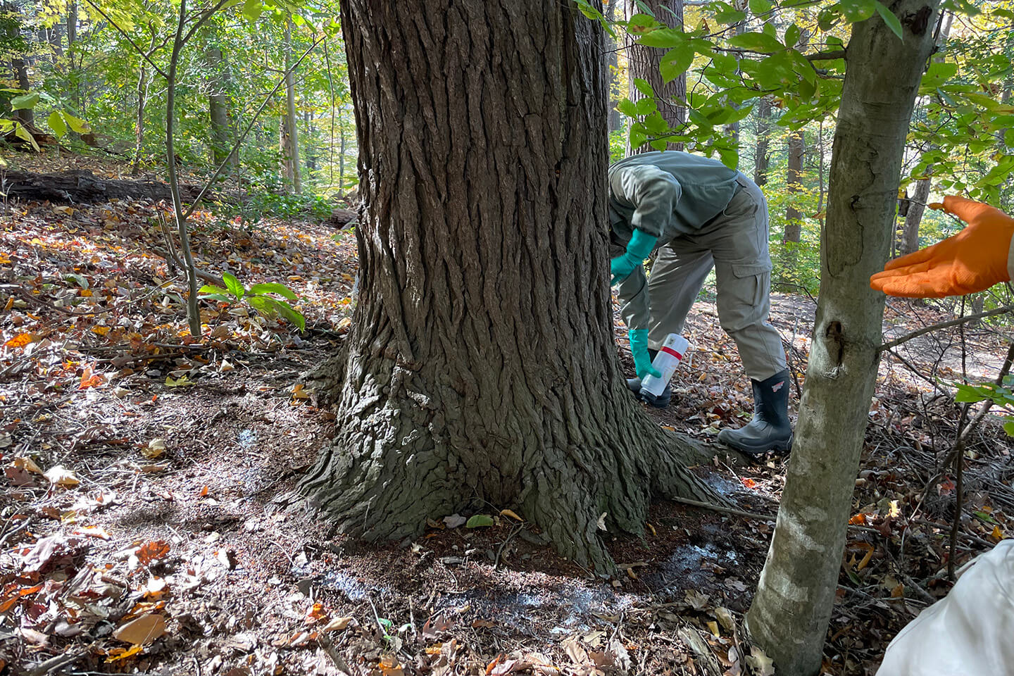 Soil drench application on a hemlock tree.