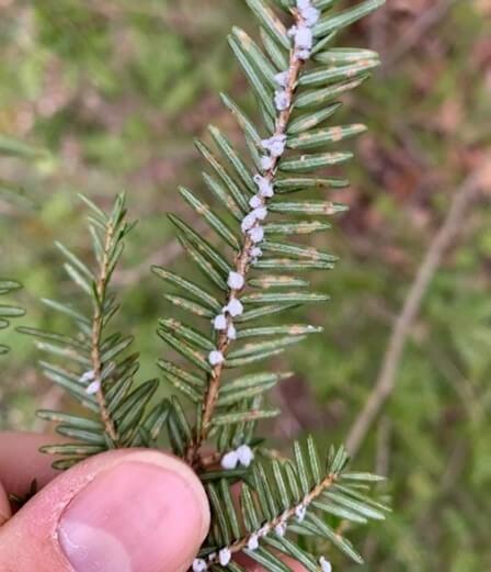 Photo of HWA hidden underneath their woolly ovisacs on a heavily infested twig.