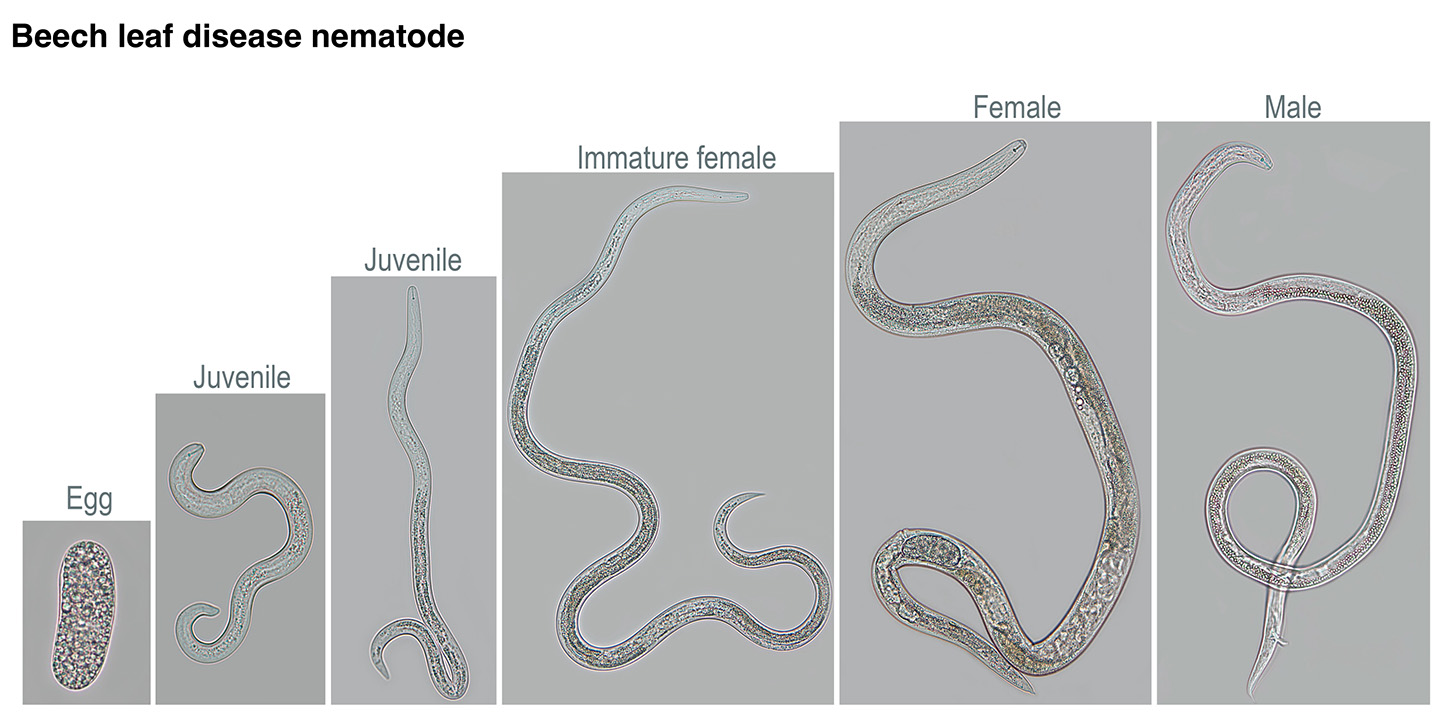 Life stages of the Beech Leaf Disease Nematode