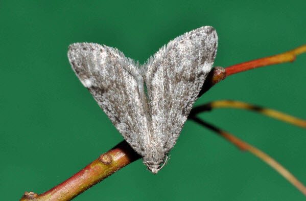 Male Adult Moth