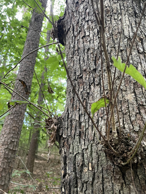 New sprouts on the trunk and large limbs are called epicormic sprouting.