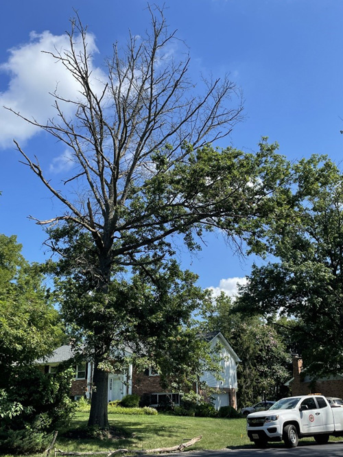 An oak in advanced stages of decline.