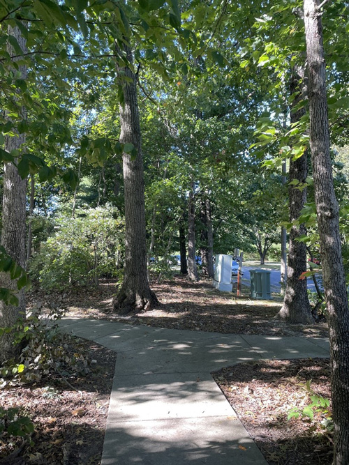 Urban trees along this sidewalk contend with soil disturbance, constrained roots, and salt spray from the road.