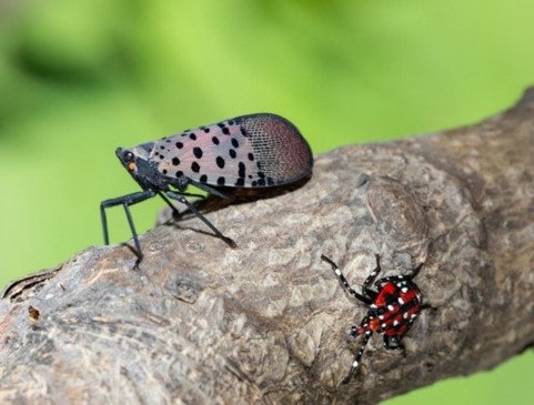 SLF adult and nymph photo credit Stephen Ausmus USDA 